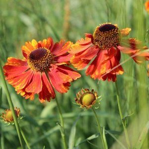 6x Helenium ‘Moerheim Beauty’ - Zonnekruid - Pot 9x9 cm