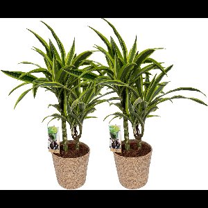 2 x Dracena Lemon Lime with Natural Basket, pot maat Ø17, 60-70cm hoogte, kamerplanten, Inclusief mand,easy to care for, echte planten, geweldig cadeau-idee, great gift idea