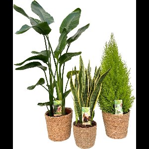 Strelitzia Nicolai Ø21 & Sansevieria Laurentii Ø17 & Cupressus Ø21 with Natural Basket, 80-120cm hoogte, siermand, air purifying, kamerplanten, Inclusief mand, easy to care for, echte planten, geweldig cadeau-idee, great gift idea