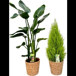 Strelitzia Nicolai & Cupressus with Natural Basket, pot maat Ø21, 80-120cm hoogte, siermand, air purifying, kamerplanten, Inclusief mand, easy to care for, echte planten, geweldig cadeau-idee, great gift idea