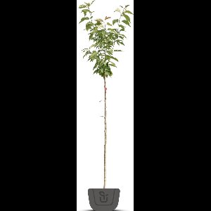 Japanse sierkers | Prunus serrulata Kanzan | Stamomtrek: 5-7 cm | Stamhoogte: 200 cm