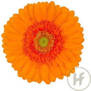 20x Germini max 70cm