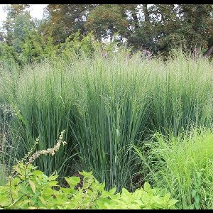 12 x Panicum 'Northwind' - Vingergras Pot 9x9cm - een elegante toevoeging aan elke tuin of buitenruimte.