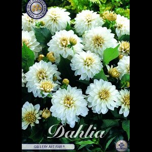 Dutch Finest Quality bloembollen - Dahlia Fubuki Red x 1 I .s 1 bloembol / knol / stronk - kleur rood - hoogte 80 cm