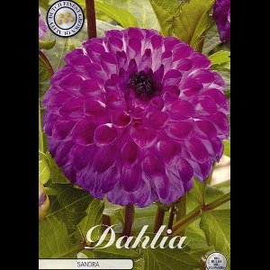 Dutch Finest Quality bloembollen - Dahlia Ball Sandra x 1 I .s 1 bloembol / knol / stronk - kleur Paars - hoogte 100 cm