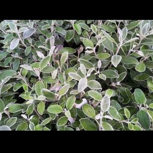 Brachyglottis 'Sunshine' (senecio greyi 'hort') - Nieuw Zeelandse Senecio 20- 30 cm in pot