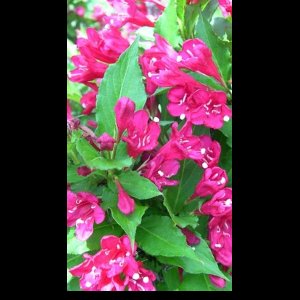 2 x Weigela hybr. 'Red Prince' - Weigela, Weigelia 40- 50 cm in pot