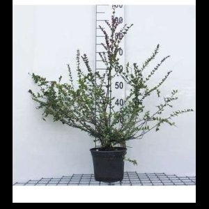 2 x Lonicera nit. 'Red Tips' - Chinese Kamperfoelie 20- 25 cm in pot