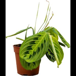 PLNTS - Maranta Lemon Lime (Gebedsplant) - Kamerplant - Kweekpot 12 cm - Hoogte 25 cm
