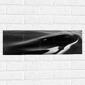 WallClassics - Muursticker - Orka onder het Wateroppervlak - 60x20 cm Foto op Muursticker