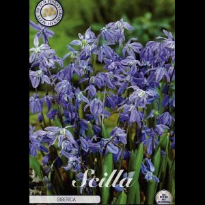 Dutch Finest Quality Scilla Siberica x15 8/9s bloembollen