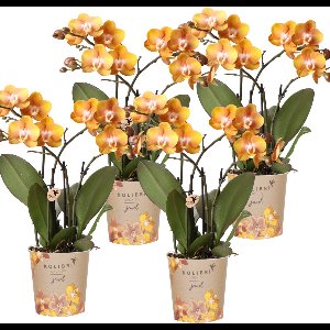 Kolibri Orchids | COMBI DEAL van 4 Phalaenopsis orchideeën - Las Vegas - potmaat Ø12cm | bloeiende kamerplant - vers van de kweker