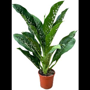 Dieffenbachia Crocodile Kamerplant Potmaat Ø21 cm |Vers Van De Kweker