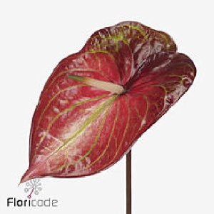 15x Anthurium caribean