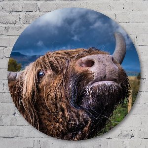 Muurcirkel ⌀ 70 cm - Domestic yak - Aluminium Dibond - Dieren - Rond Schilderij - Wandcirkel - Wanddecoratie