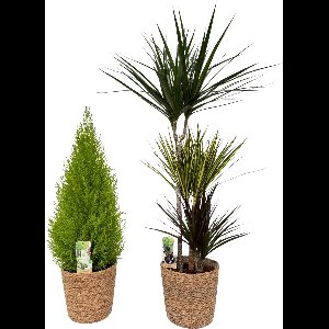 Cupressus & Dracena Carnaval with Natural Basket, pot maat Ø21, 80-120cm hoogte, siermand, air purifying, kamerplanten, Inclusief mand, easy to care for, echte planten, geweldig cadeau-idee, great gift idea