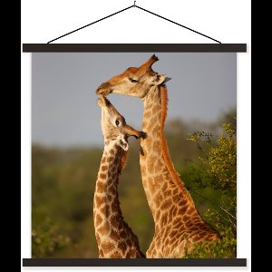 Posterhanger incl. Poster 60x60 cm - Schoolplaat - Giraf - Boom - Kalf - Portret - Textielposter - Zwarte latten
