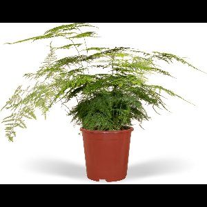 Asparagus setaceus - Ø17cm - 45cm