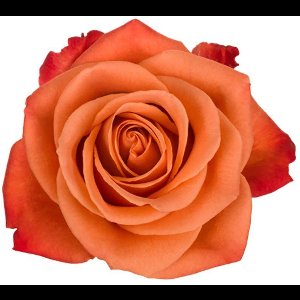 10x Rosa orange crush 50cm