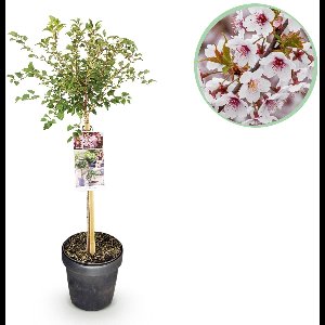 Green boutiQ - Plant op Stam - Prunus incisa Koujou-no-mai - Terras Plant - Bladverliezend - Weinig Onderhoud - Witte Bloem - Pot 19cm Hoogte 90cm
