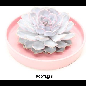 ROOTLESS Echeveria wit – vetplant - licht roze pot 20 cm - ZERO water