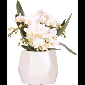 Kolibri Orchids | Witte orchidee 'Nazaré' + Pearl sierpot Travertine - potmaat Ø9cm | bloeiende kamerplant - vers van de kweker