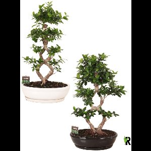 Ficus Microcarpa 8-type in witte keramiek ovaal schaal met schotel 95 cm – Kamerplant – Vers Van De Kweker – Potmaat Ø45 cm