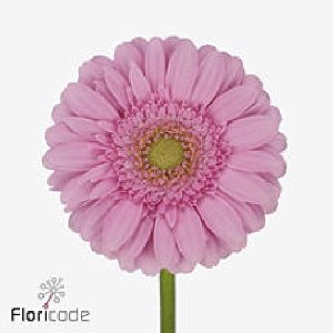 20x Germini kirstey 70cm