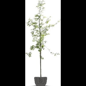 Eik | Quercus Robur | Stamomtrek: 12-14 cm