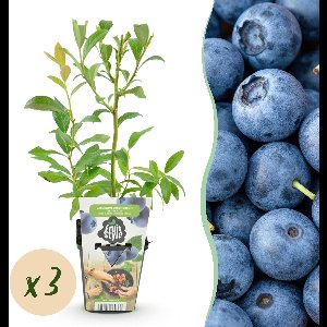 Green boutiQ - Fruitplanten - Blauwe Bes - Vaccinium corymbossum Bluegold - Winterhard - 3 Planten - Pot 9 cm - Blauwe Bes