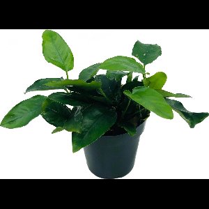 Moerings - 6x ANUBIAS NANA aquariumplant