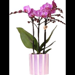 Kolibri Orchids | paarse phalaenopsis orchidee Vienna + Painted Stripe pot lila - potmaat Ø9cm | bloeiende kamerplant - vers van de kweker