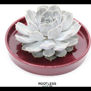 ROOTLESS Echeveria grijs – vetplant - bordeaux rood pot 20 cm - ZERO water