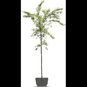 Japanse sierkers | Prunus Accolade | Stamomtrek: 10-12 cm