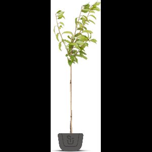Kersenboom - Prunus avium Kordia | Halfstam