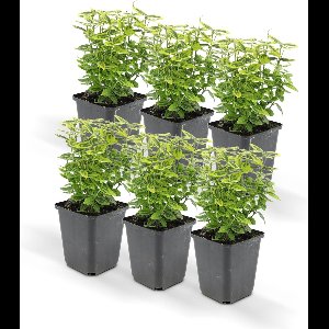 Euoynmus Émerald n Gold’ P9 10/25 6x