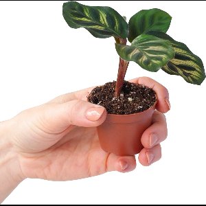 PLNTS - Baby Calathea Makoyana (Gebedsplant) - Pauwenplant - Kweekpot 6 cm - Hoogte 10 cm