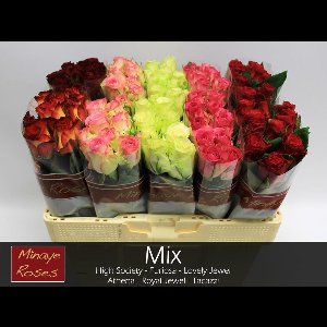 100x Rosa mix vast minaye fr 40cm