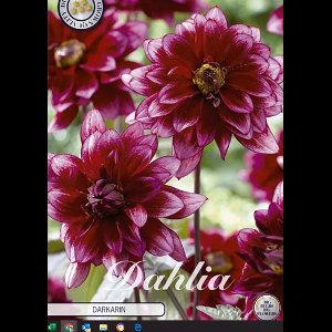 Dutch Finest Quality bloembollen - Dahlia Border Darkarin x 1 I .s 1 bloembol / knol / stronk - kleur Bordeauxrood - hoogte 80 cm