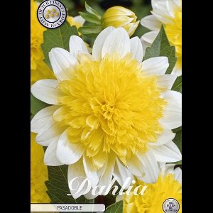 Dutch Finest Quality bloembollen - Dahlia Pasadoble x 1 I .s 1 bloembol / knol / stronk - kleur Geel Wit - hoogte 80 cm