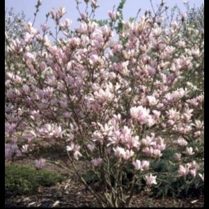 1 x Magnolia hybr. 'George Henry Kern' - Beverboom 60- 80 cm in pot