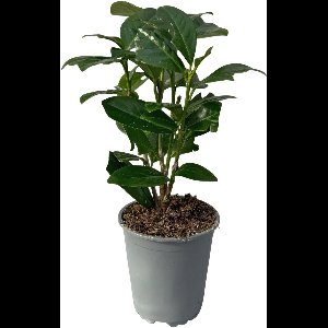 Green boutiQ - Haagplanten - Prunus laurocerasus Novita - blad groen - 8 planten - 1 strekkende meter - groenblijvend - pot 9cm hoogte 30-35cm