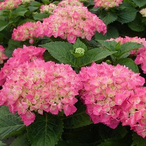Boerenhortensia - Hydrangea macrophylla 'Red Baron' 25-30 cm