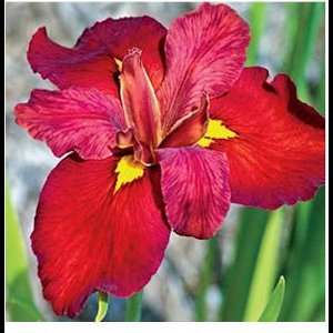 Moerings Iris Ann Chowing | Rode Water Lis | In 18CM Mand Kant en Klaar