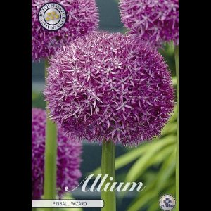 Dutch Finest Quality Allium Pinball Wizard x 1 stuks 20/22s
