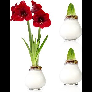 Amaryllis Wax Bol - 2 stuks - Wit - Bloembollen - Bloem bollen - No Water Flower