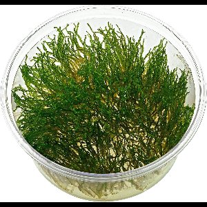 Moerings Flame mos in 80 cc cup Waterplant