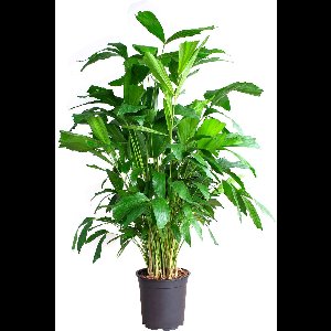 PLNTS - Caryota Mitis (Vissenstaartpalm) - Kamerplant Vinnetjespalm- Kweekpot 21 cm - Hoogte 100 cm