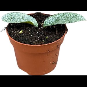 Hoya Grey Ghost Kamerplant Potmaat Ø10,5 cm |Vers Van De Kweker