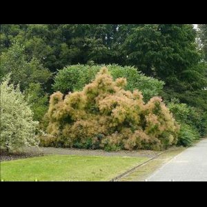 2 x Cotinus coggygria - Pruikenboom 40- 60 cm in pot